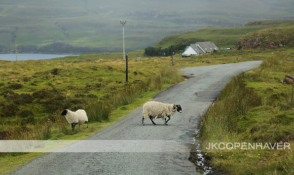 Scotland Sheep Crossing Road