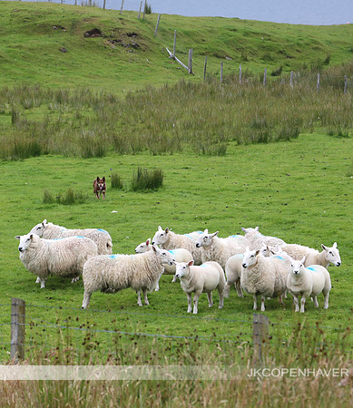 Scotland Sheep Dog Roundup
