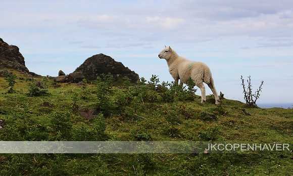 Scotland Sheep Pose on Mountain
