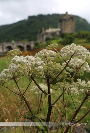 Scotland White Flowers Blurry Castle Bkgnd