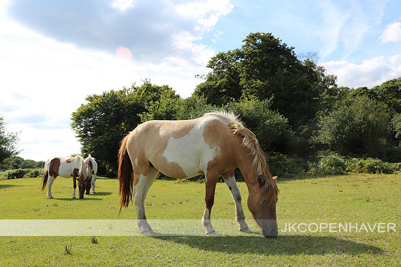 England Stonehenge Ponies