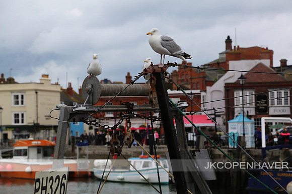 England Weymouth Seagulls