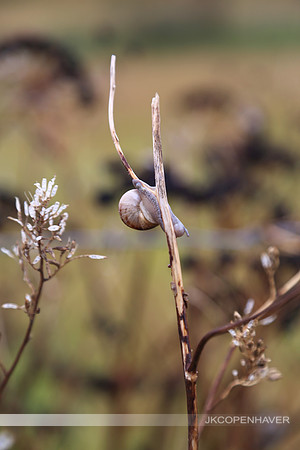 England Snail and Twig