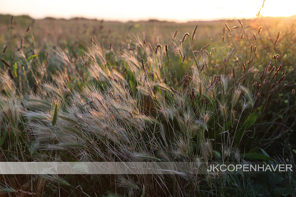 England Wheat Fields in Wind
