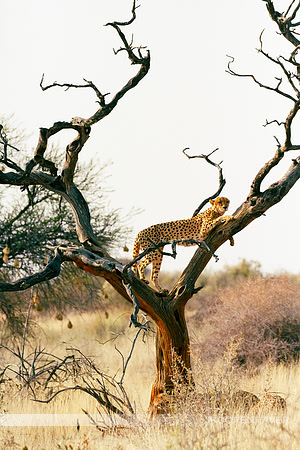 Africa Cheetah-9768