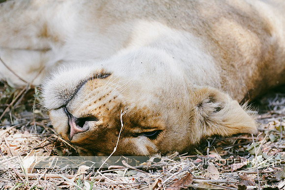 Africa Lion-2115