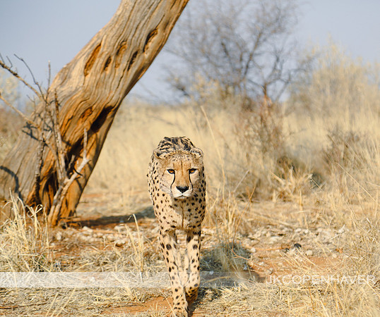 Africa Safari -8622