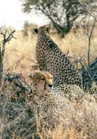 Africa Safari -8675