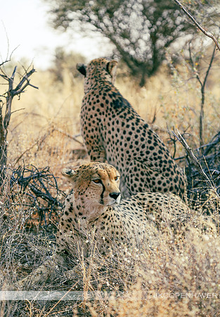Africa Safari -8675