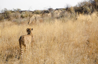 Africa Cheetah-8642