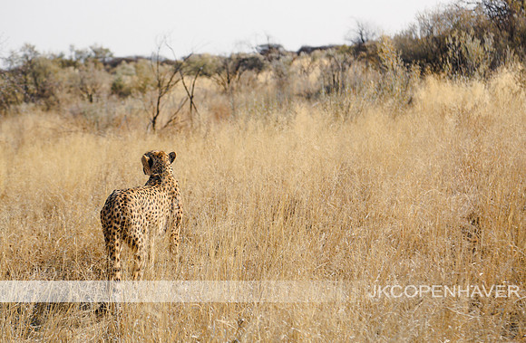 Africa Cheetah-8642