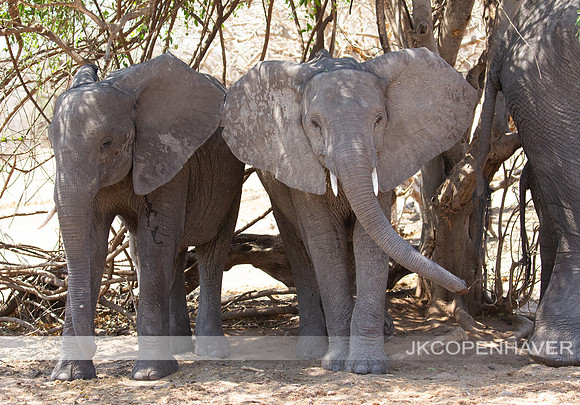 Africa Elephant-2256