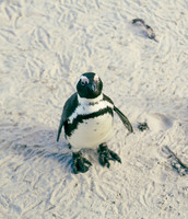 Cape Town Penguins-8455