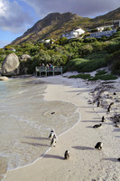Cape Town Penguins-8471