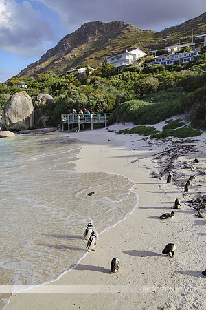 Cape Town Penguins-8471