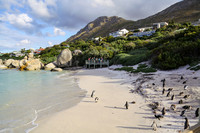Cape Town Penguins-8480