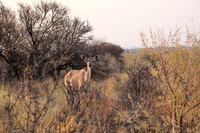 Namibia Animals-8527