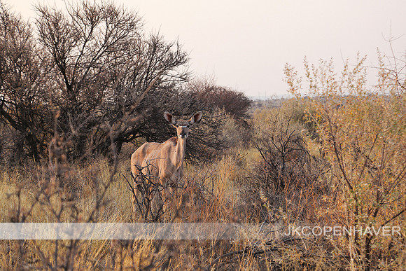Namibia Animals-8527