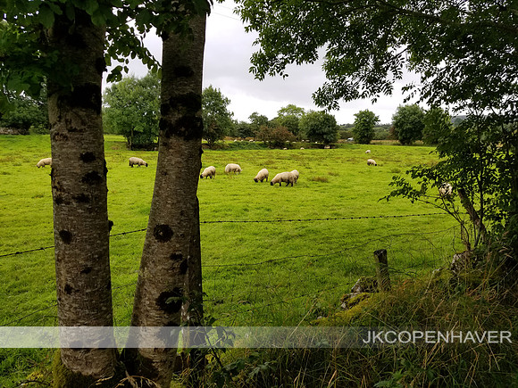 Ireland Sheep and Green Pasture