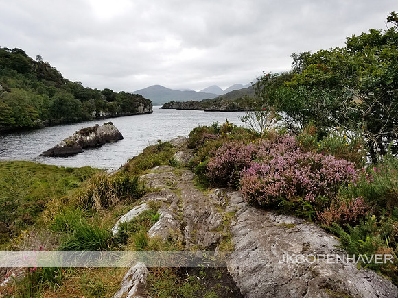 Ireland Purple Flowers and Lake