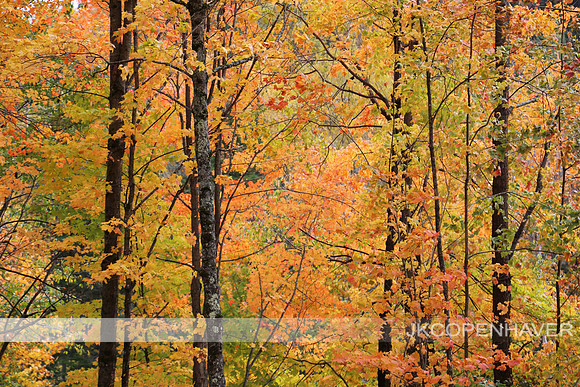 East NH Orange Trees - GREAT