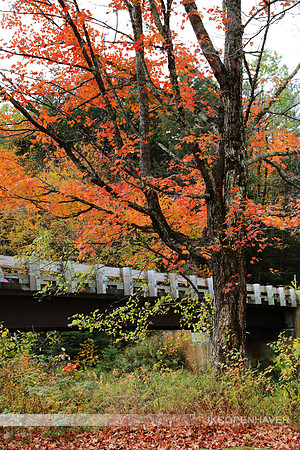 East NH Red Tree - Nice