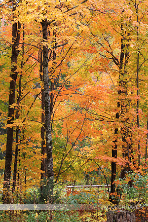 East NH Yellow Trees Thick Vert-GREAT