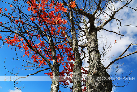 East NY ADK Red Leaves Bare Tree 3