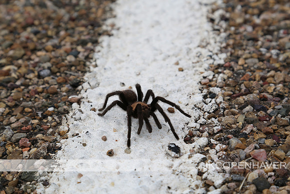 Route 66 Spider on Road