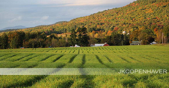 East Vermont Farm Rows w Trees