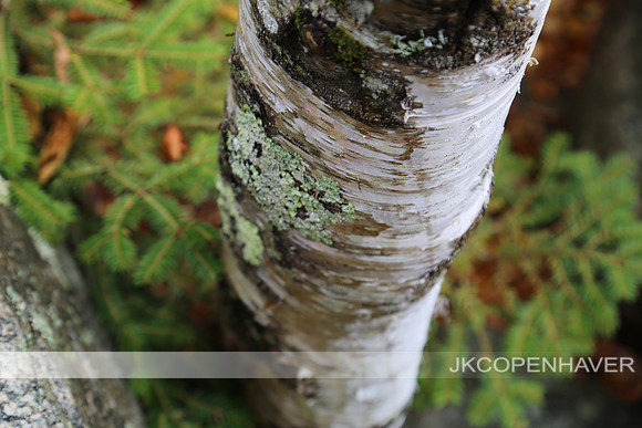 East Vermont Tree Bark - nice