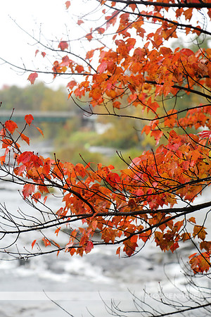 East VT Bridge Orange Leaves
