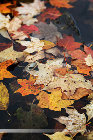 New Hampshire Water Leaves