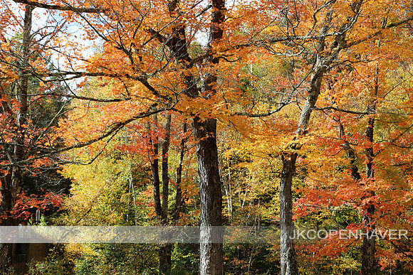 New Hampshire Fall Yellow