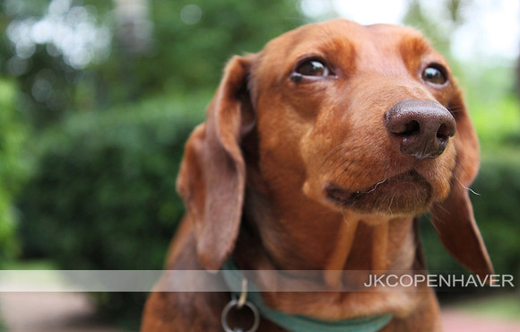 Dogs Need Portraits Too