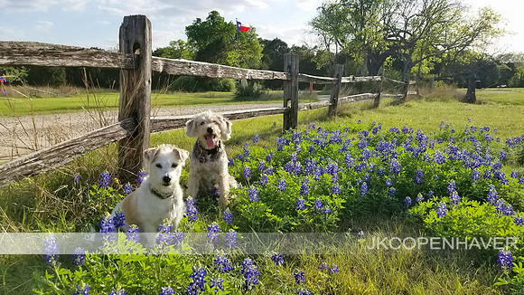 Happy in the Bluebonnets