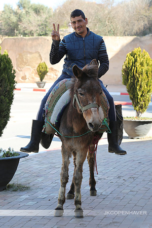 Peace Man on a Mule