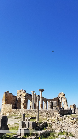 Sky-high Stork