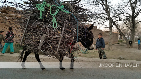The Little Donkey that Could