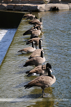 Get Your Geese in a Row