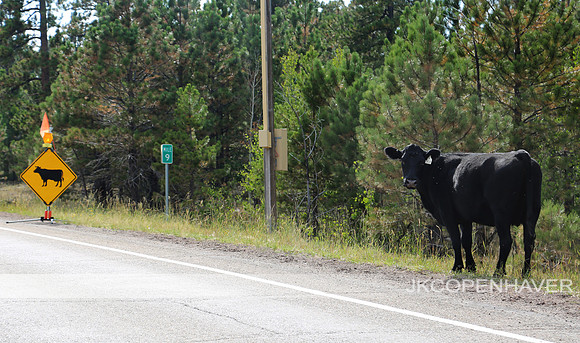 Cow Crossing