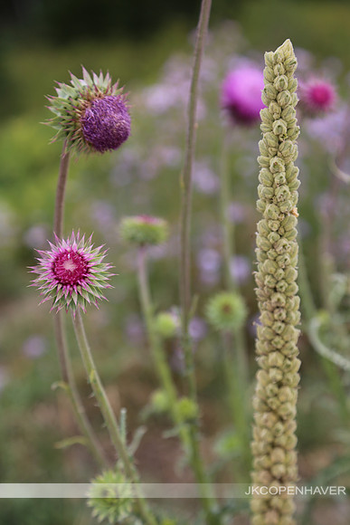 Purple Colorado Blooms