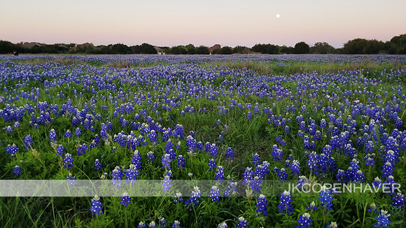 Bluebonnet Field and Moon