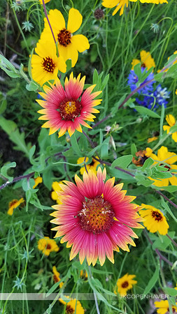 Texas Wildflowers