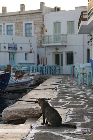 Naxos Cat Looking into Water