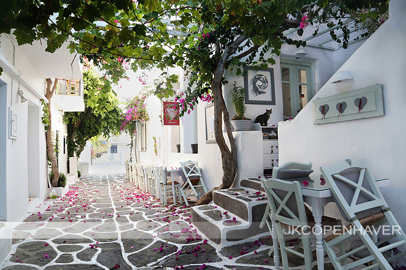 Paros Alley with Cat and Pink Flowers