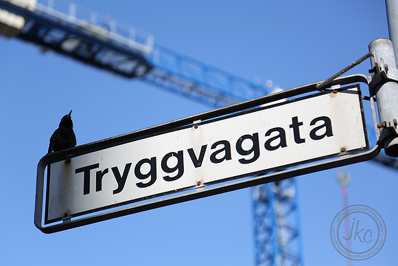 iceland street sign w bird