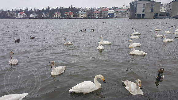 iceland swans
