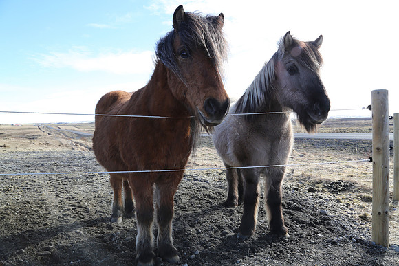 Icelandic Ponys