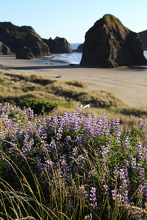 West Oregon Coast with Flowers GREAT